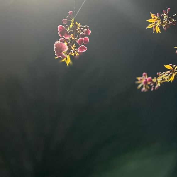 Meet your Posher, Joann - Picture 1 of 1